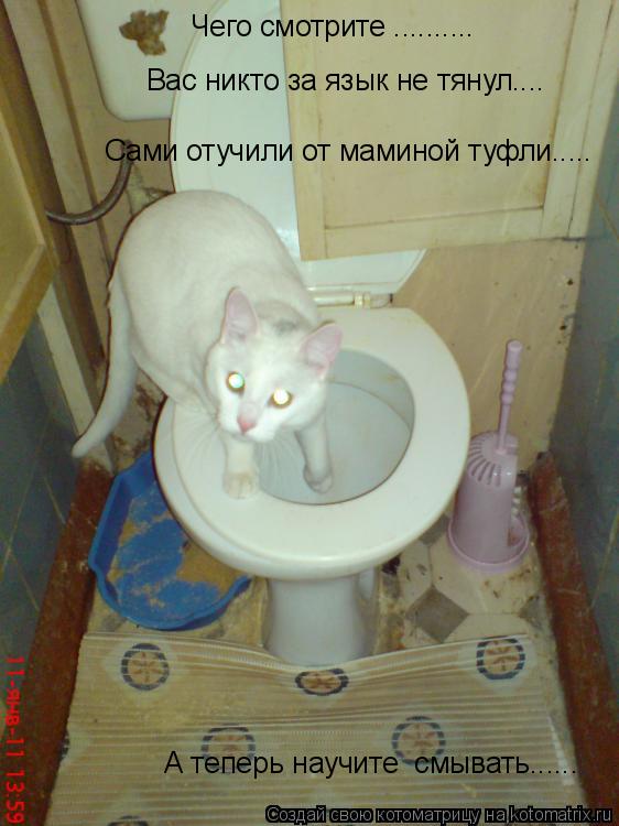Котоматрица: Чего смотрите .......... Вас никто за язык не тянул.... Сами отучили от маминой туфли..... А теперь научите  смывать......