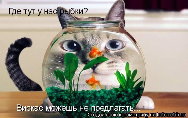 Котоматрица: Где тут у нас рыбки? Вискас можешь не предлагать...