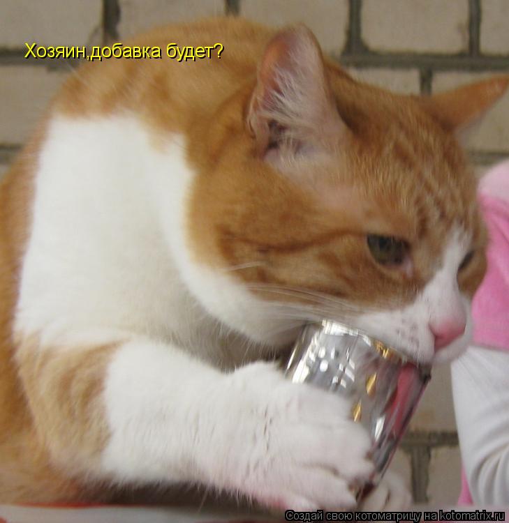 Котоматрица: Хозяин,добавка будет?