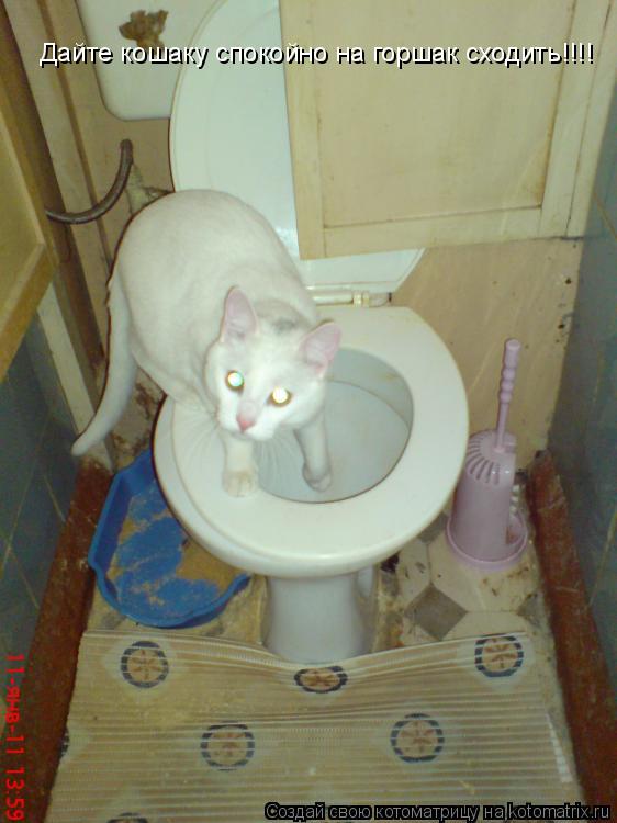 Котоматрица: Дайте кошаку спокойно на горшак сходить!!!!