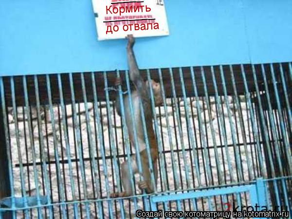 Котоматрица: Кормить до отвала _____ ________