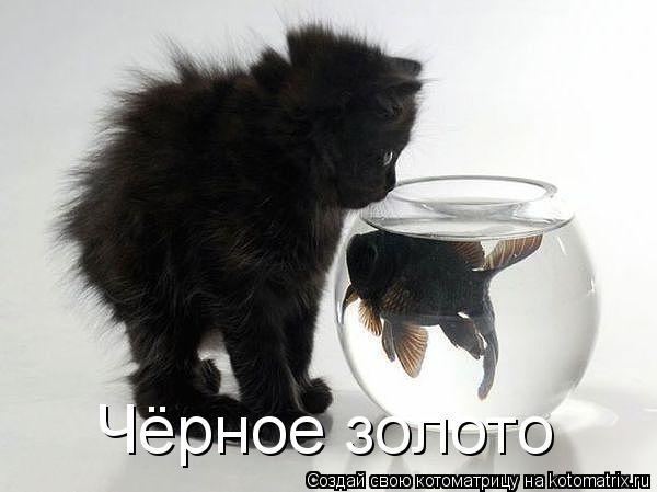 Котоматрица: Чёрное золото