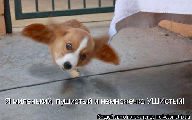 Котоматрица: Я миленький, пушистый и немножечко УШИстый!