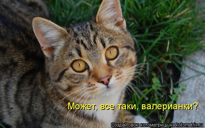 Котоматрица: Может, все таки, валерианки?