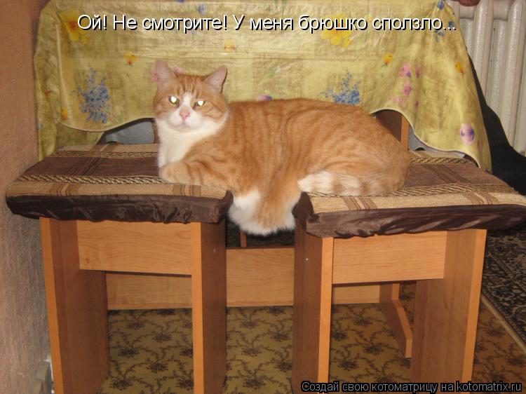 Котоматрица: Ой! Не смотрите! У меня брюшко сползло...