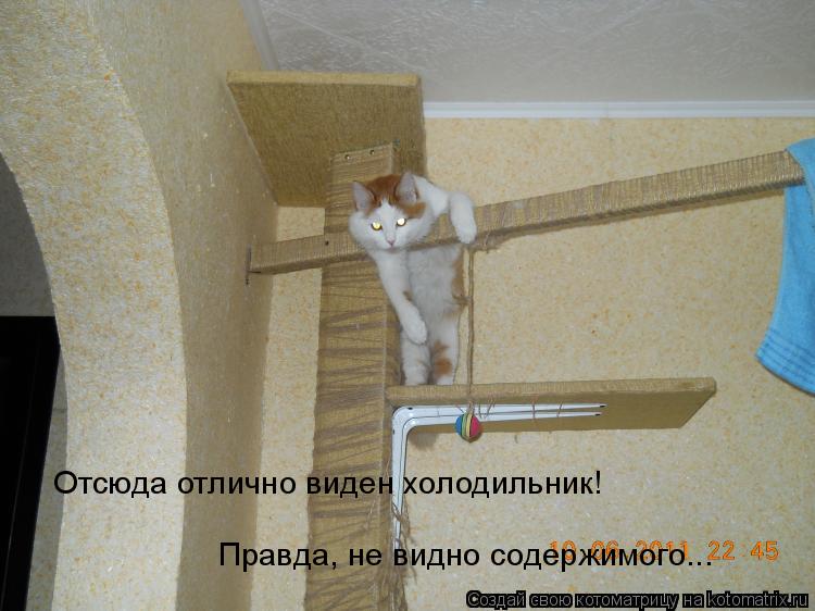 Котоматрица: Отсюда отлично виден холодильник! Правда, не видно содержимого...
