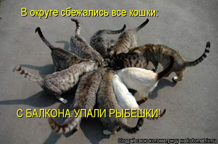 Котоматрица: В округе сбежались все кошки: С БАЛКОНА УПАЛИ РЫБЕШКИ!