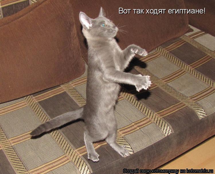 Котоматрица: Вот так ходят египтиане!