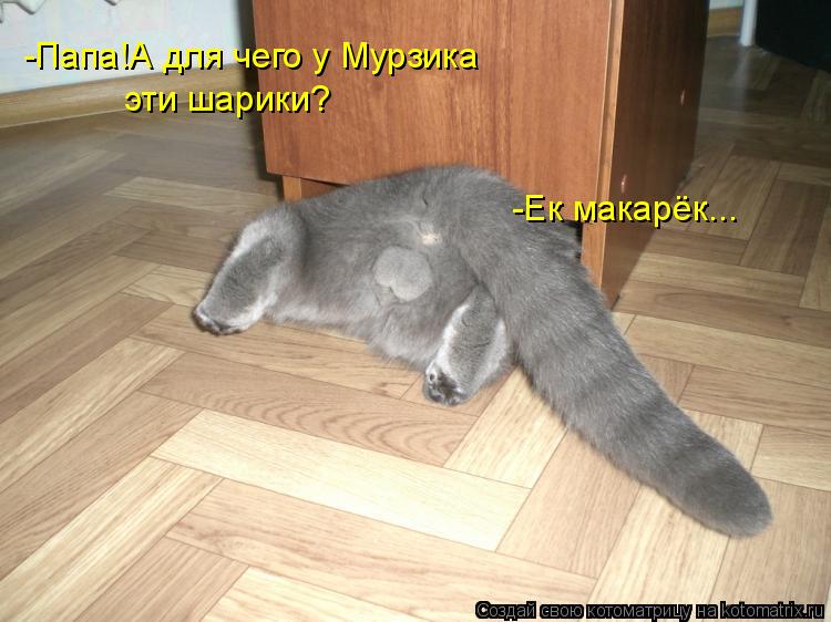 Котоматрица: -Папа!А для чего у Мурзика эти шарики? -Ек макарёк...