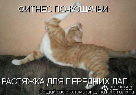 Котоматрица: ФИТНЕС ПО-КОШАЧЬИ: РАСТЯЖКА ДЛЯ ПЕРЕДНИХ ЛАП...