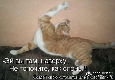 Котоматрица: -Эй вы там, наверху... Не топочите, как слоны!!!