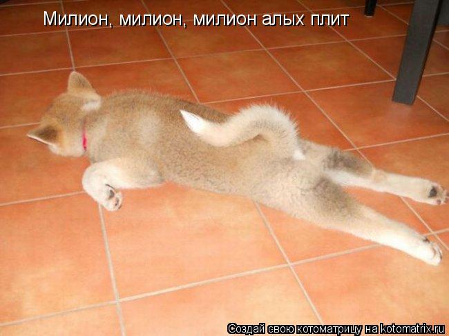 Котоматрица: Милион, милион, милион алых плит
