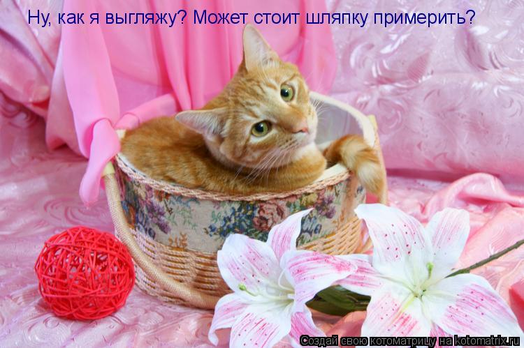 Котоматрица: Ну, как я выгляжу? Может стоит шляпку примерить?