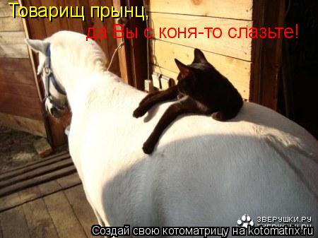 Котоматрица: Товарищ прынц,  да Вы с коня-то слазьте!
