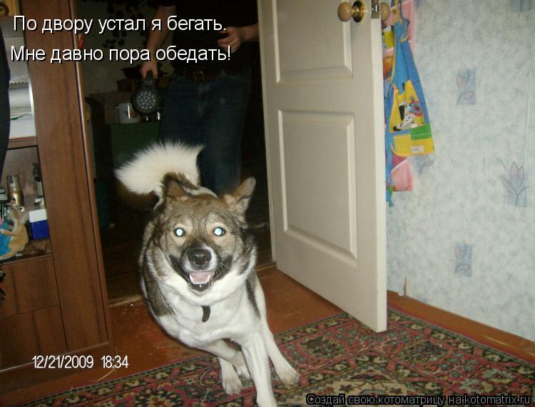Котоматрица: По двору устал я бегать. Мне давно пора обедать!