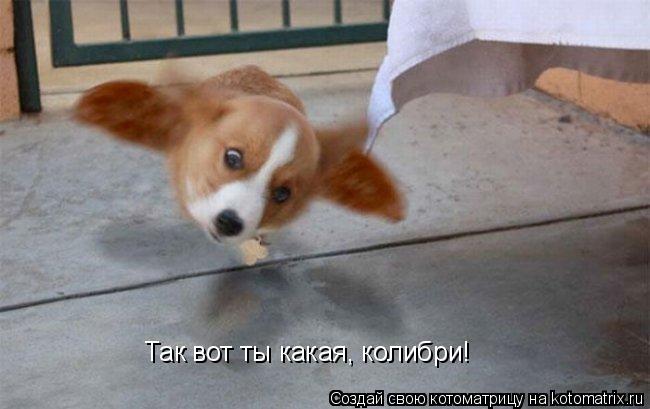 Котоматрица: Так вот ты какая, колибри!
