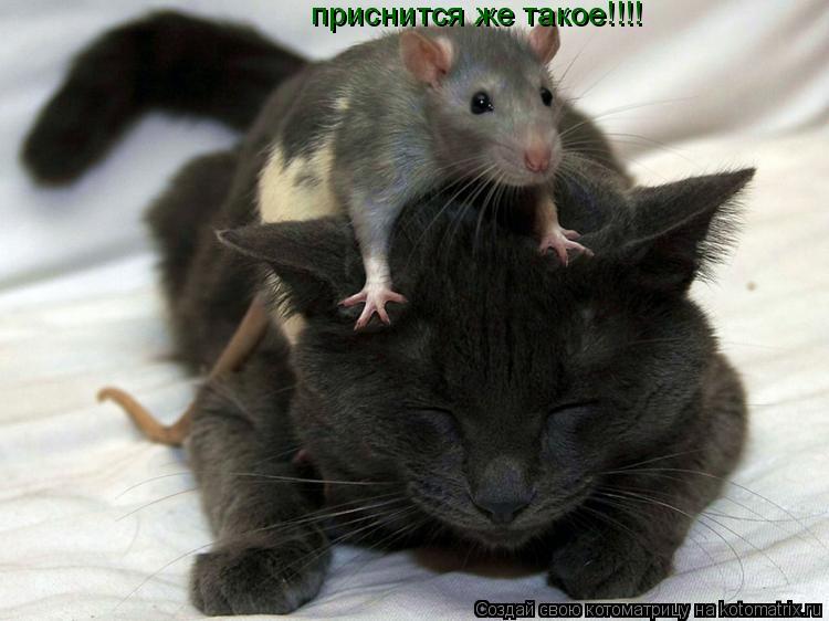 приснится же такое!!!!... Котоматрица: приснится же такое!!!!