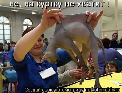 Котоматрица: не, на куртку не хватит !