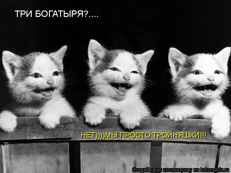 Котоматрица: ТРИ БОГАТЫРЯ?.... НЕТ))))МЫ ПРОСТО ТРОЙНЯШКИ!!!