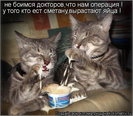Котоматрица: не боимся докторов,что нам операция ! у того кто ест сметану,вырастают яйца !