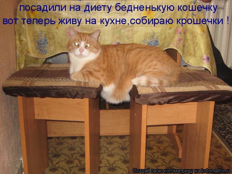 Котоматрица: посадили на диету бедненькую кошечку вот теперь живу на кухне,собираю крошечки !