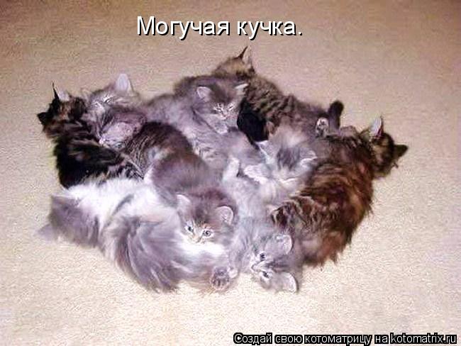 Котоматрица: Могучая кучка.