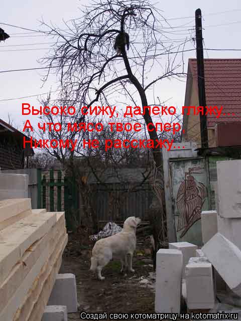 Котоматрица: Высоко сижу, далеко гляжу... А что мясо твое спер, Никому не расскажу...