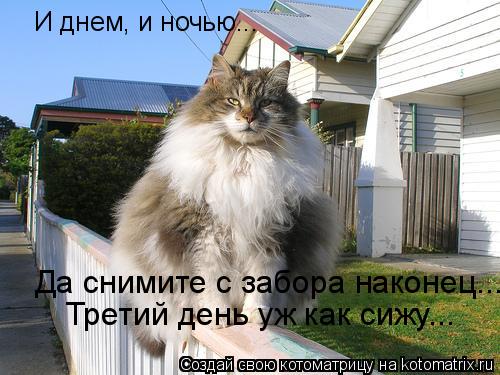 Котоматрица: И днем, и ночью... Да снимите с забора наконец... Третий день уж как сижу...