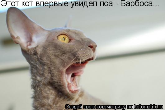 Котоматрица: Этот кот впервые увидел пса - Барбоса...