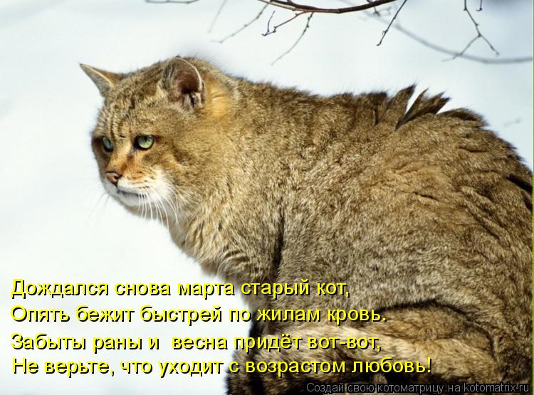 Опять бежит быстрей по жилам кровь. Дождался снова марта старый кот, Не верьте, что уходит с возрасто... Котоматрица: Опять бежит быстрей по жилам кровь. Дождался снова марта старый кот, Не верьте, что уходит с возрастом любовь! Забыты раны и весна придёт во