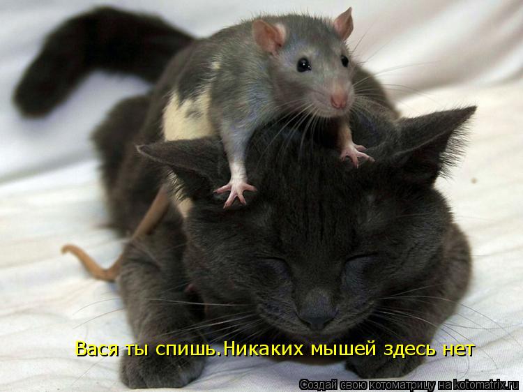 Котоматрица: Вася ты спишь.Никаких мышей здесь нет