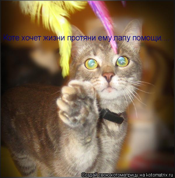 Котоматрица: Коте хочет жизни протяни ему лапу помощи....