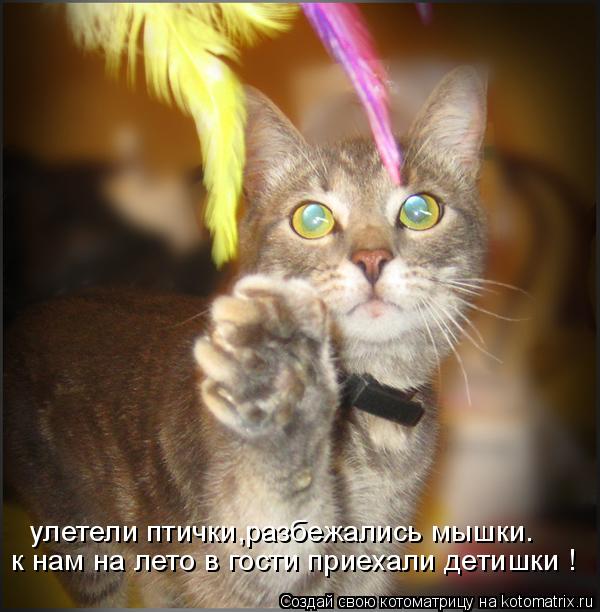 Котоматрица: улетели птички,разбежались мышки. к нам на лето в гости приехали детишки !