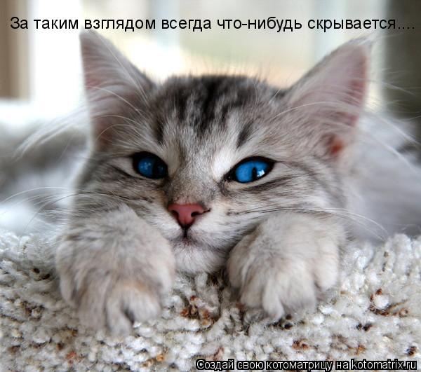 Котоматрица: За таким взглядом всегда что-нибудь скрывается....