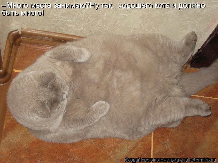 Котоматрица: --Много места занимаю?Ну так...хорошего кота и должно быть много!