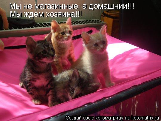 Котоматрица: Мы не магазинные, а домашнии!!! Мы ждем хозяина!!!