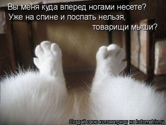 Котоматрица: Вы меня куда вперед ногами несете? Уже на спине и поспать нельзя, товарищи мыши?