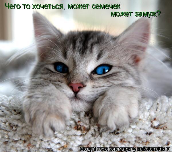 Котоматрица: Чего то хочеться, может семечек  может замуж?
