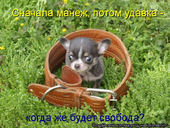 Котоматрица: Сначала манеж, потом удавка -  когда же будет свобода?