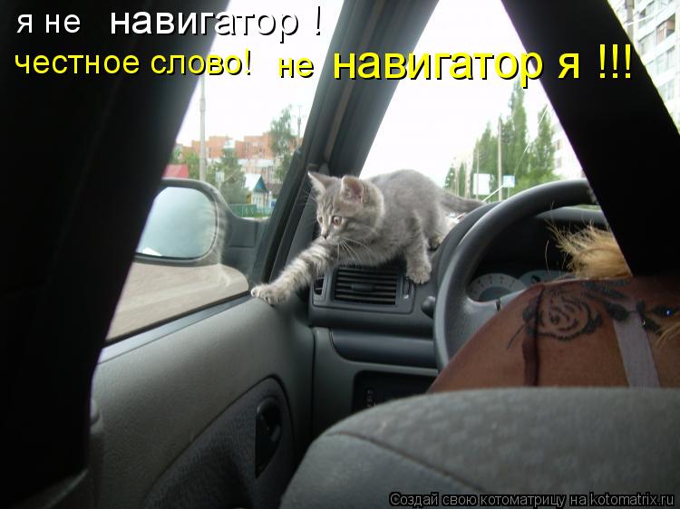 Котоматрица: я не  навигатор ! честное слово! не  навигатор я !!!