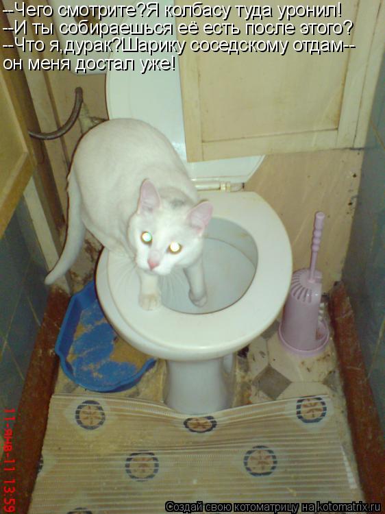 Котоматрица: --Чего смотрите?Я колбасу туда уронил! --И ты собираешься её есть после этого? --Что я,дурак?Шарику соседскому отдам-- он меня достал уже!