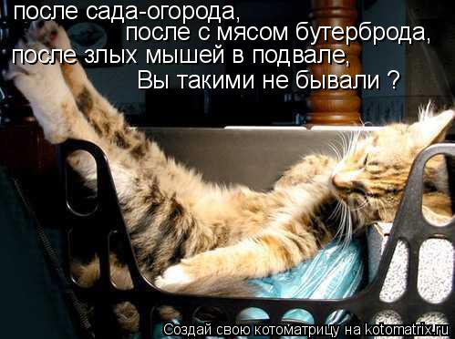 Котоматрица: после сада-огорода, после с мясом бутерброда, после злых мышей в подвале, Вы такими не бывали ?