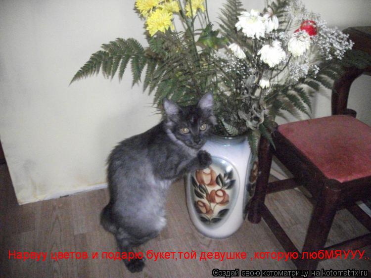 Котоматрица: Нарвуу цветов и подарю букет,той девушке ,которую любМЯУУУ... Нарвуу цветов и подарю букет,той девушке ,которую любМЯУУУ...