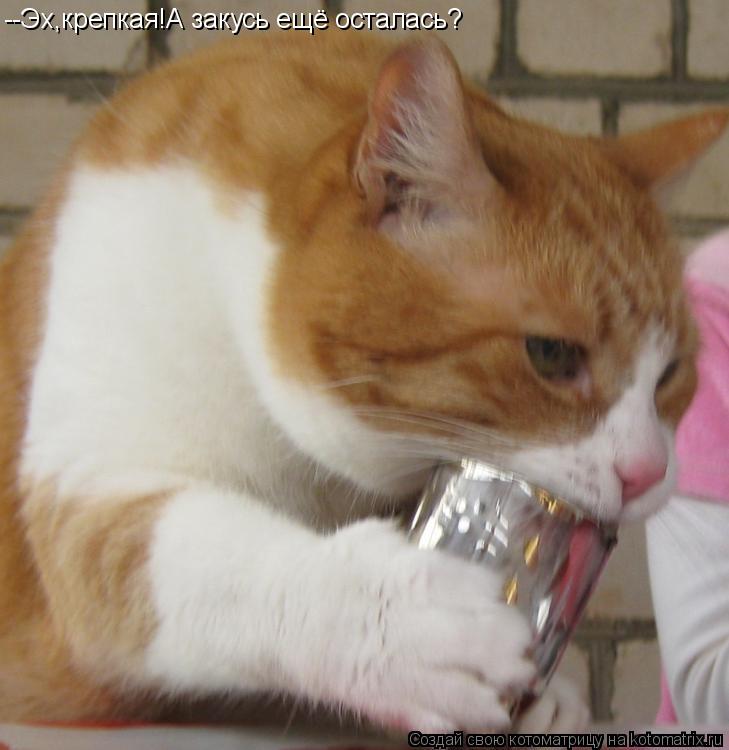 Котоматрица: --Эх,крепкая!А закусь ещё осталась?
