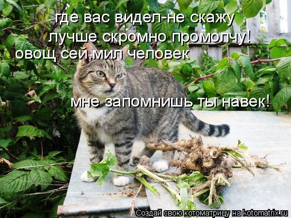 где вас видел-не скажу лучше скромно промолчу! овощ сей,мил человек мне запомнишь ты навек!... Котоматрица: где вас видел-не скажу лучше скромно промолчу! овощ сей,мил человек мне запомнишь ты навек!