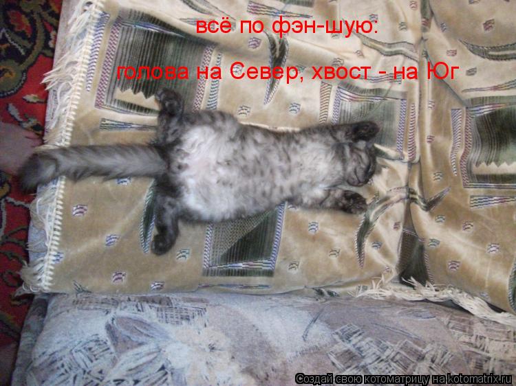 Котоматрица: всё по фэн-шую: голова на Север, хвост - на Юг