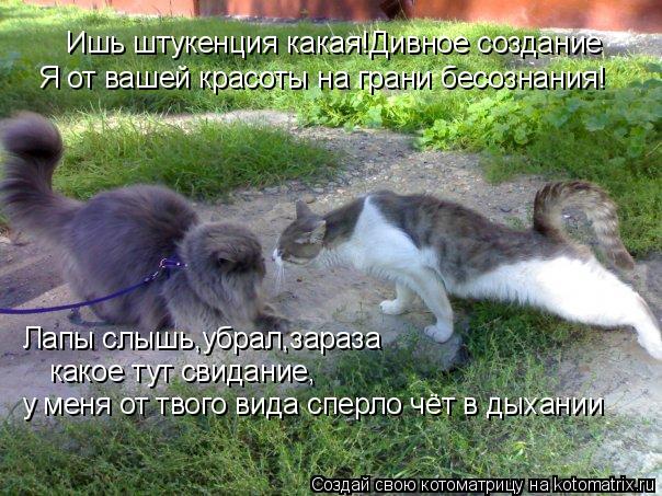 Котоматрица: Ишь штукенция какая!Дивное создание Я от вашей красоты на грани бесознания! Лапы слышь,убрал,зараза какое тут свидание, у меня от твого вида