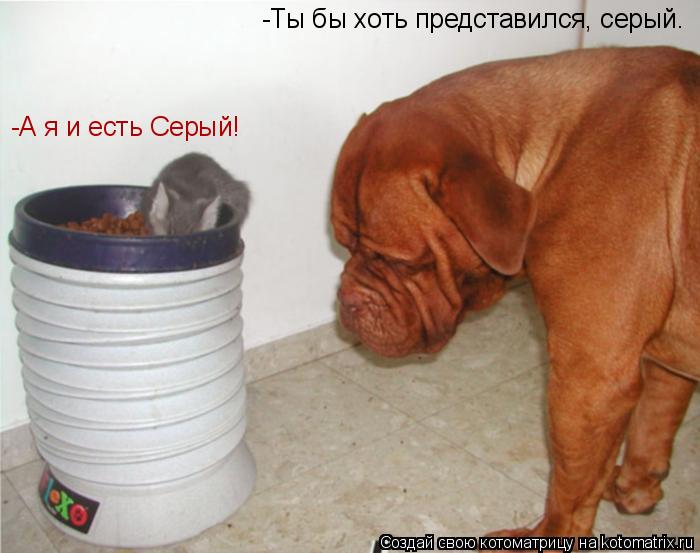 Котоматрица: -Ты бы хоть представился, серый. -А я и есть Серый!