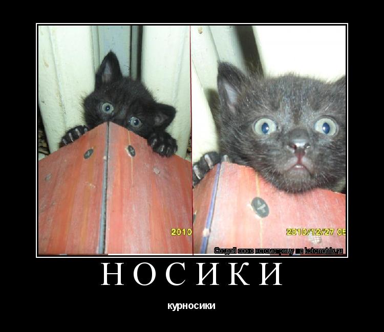 Котоматрица: носики курносики