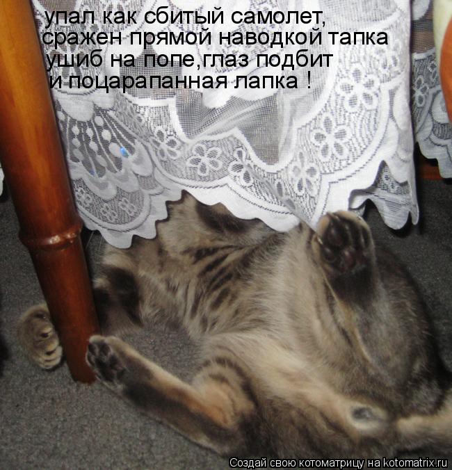 Котоматрица: упал как сбитый самолет, сражен прямой наводкой тапка ушиб на попе,глаз подбит и поцарапанная лапка !